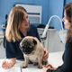 Illustration for article titled Veterinarian Wishes Owner Would Just Let Dog Answer One Goddamn Question